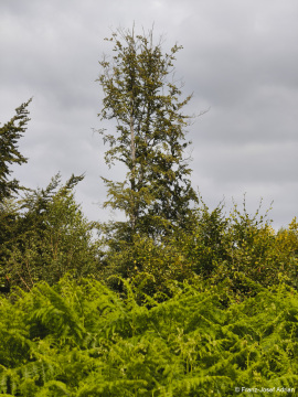 Wildnisgebiet_Solling-15