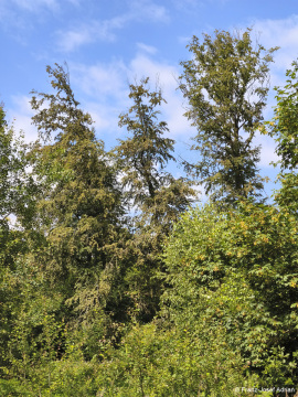 Wildnisgebiet_Solling-16