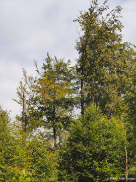 Wildnisgebiet_Solling-18