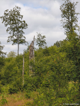 Wildnisgebiet_Solling-19