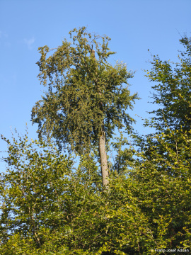 Wildnisgebiet_Solling-20
