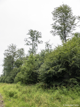 Wildnisgebiet_Solling-4