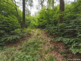 Wildnisgebiet_Solling-45
