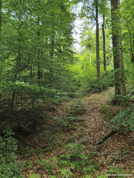 Wildnisgebiet_Solling-46