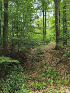 Wildnisgebiet_Solling-47