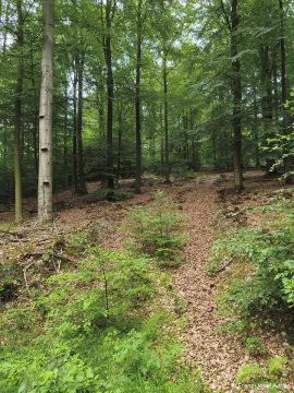 Wildnisgebiet_Solling-48