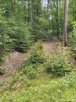 Wildnisgebiet_Solling-49
