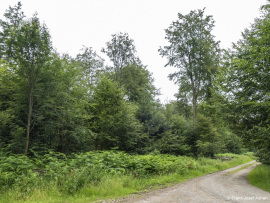Wildnisgebiet_Solling-5