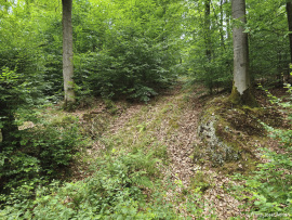 Wildnisgebiet_Solling-50
