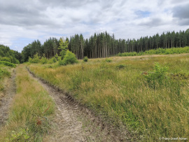 Wildnisgebiet_Solling-51