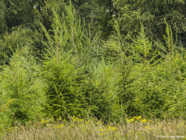 Wildnisgebiet_Solling-52