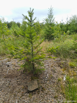 Wildnisgebiet_Solling-53