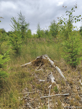 Wildnisgebiet_Solling-54