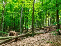 Windwurffläche mit toter Eiche und Buche im Sommer