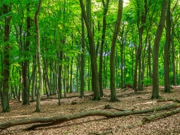 liegendes Totholz im Sommerwald