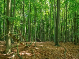 dicht geschlossener Buchenhallenwald