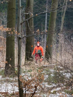Forstarbeiter neben einer zum Fällen markierten Buche