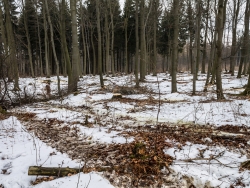 Fahrgleise kreuz und quer im Wald mit Baumstümpfen