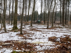 Fahrgleise kreuz und quer im Wald mit Baumstümpfen
