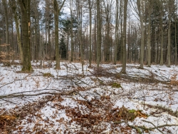 Fahrgleise kreuz und quer im Wald mit Baumstümpfen