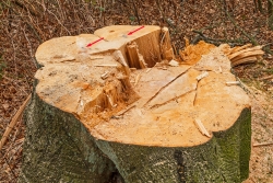 Buchenstubben mit Bombensplittern aus dem 2. WK (siehe Pfeile)