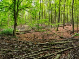 "Z-Stämme werden konsequent begünstigt"