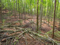 "Z-Baum-Anwärter mit 8-10 m astfreier Schaftlänge"