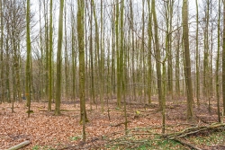 Förstertraum: Buchenstangenforst im Lührmannswald
