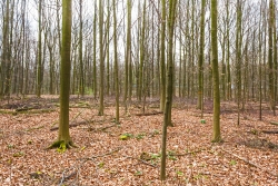 ausgemergelte Bretter in Reih und Glied