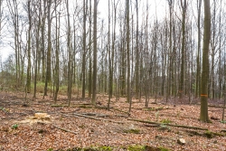 mit roten Ringen markierte