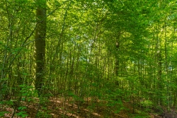 3 Überhälter inmitten von Buchenverjüngung