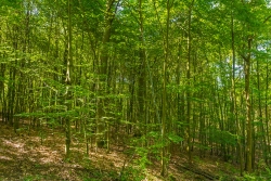Eichen- und Buchenüberhälter in Buchenstangenforst