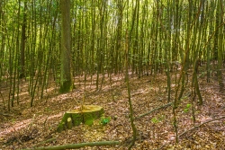 frisch gefällter Überhälter im Buchenjungbestand