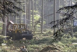 "Waldverwüstungen wie städtische Großbaustellen"