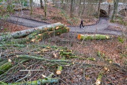 Naturverjüngung unter Kronenabfall begraben