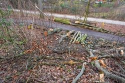 Brennholzernte im Stadtwald
