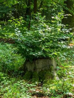 Stubben mit neuen Zweigen