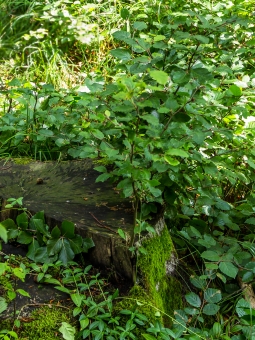 Stubben mit neuen Zweigen