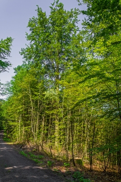 frischer Stubben rechts am Rand des Wanderwegs