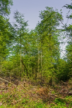 ärgerliche Baustellenoptik am Rand des Wanderwegs