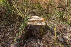 Stubben von junger, gesunder Pappel