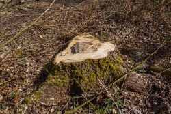 Stubben von junger, gesunder Pappel