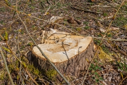 Stubben von junger, gesunder Pappel