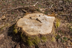 Stubben von junger, gesunder Pappel
