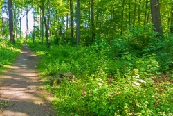 Stubben einer gefällten Stieleiche am Spazierweg
