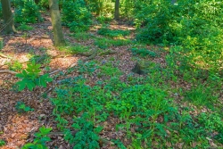 Eichenstubben am verwilderten Waldboden