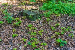 junge Eichen und Buchen am Waldboden