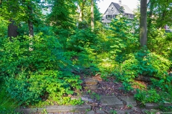 Buchenstubben an der Virchow-Straße zwischen dem Störzeiger Schwarzer Holunder