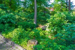 Stubben an der Virchow-Straße neben meterhohen Holunderbüschen
