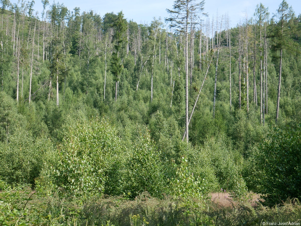 Birkenreinbestand-1